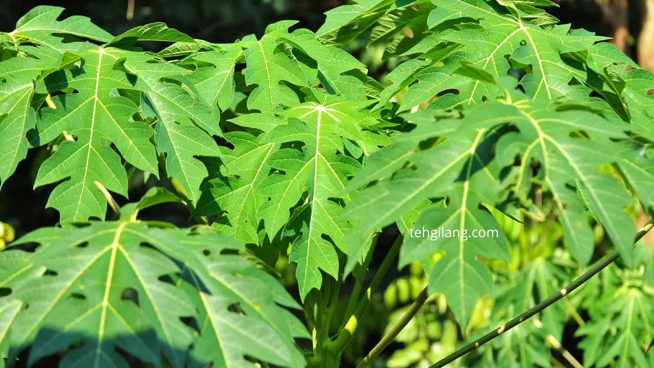 khasiat daun pepaya untuk penyembuhan penyakit demam berdarah